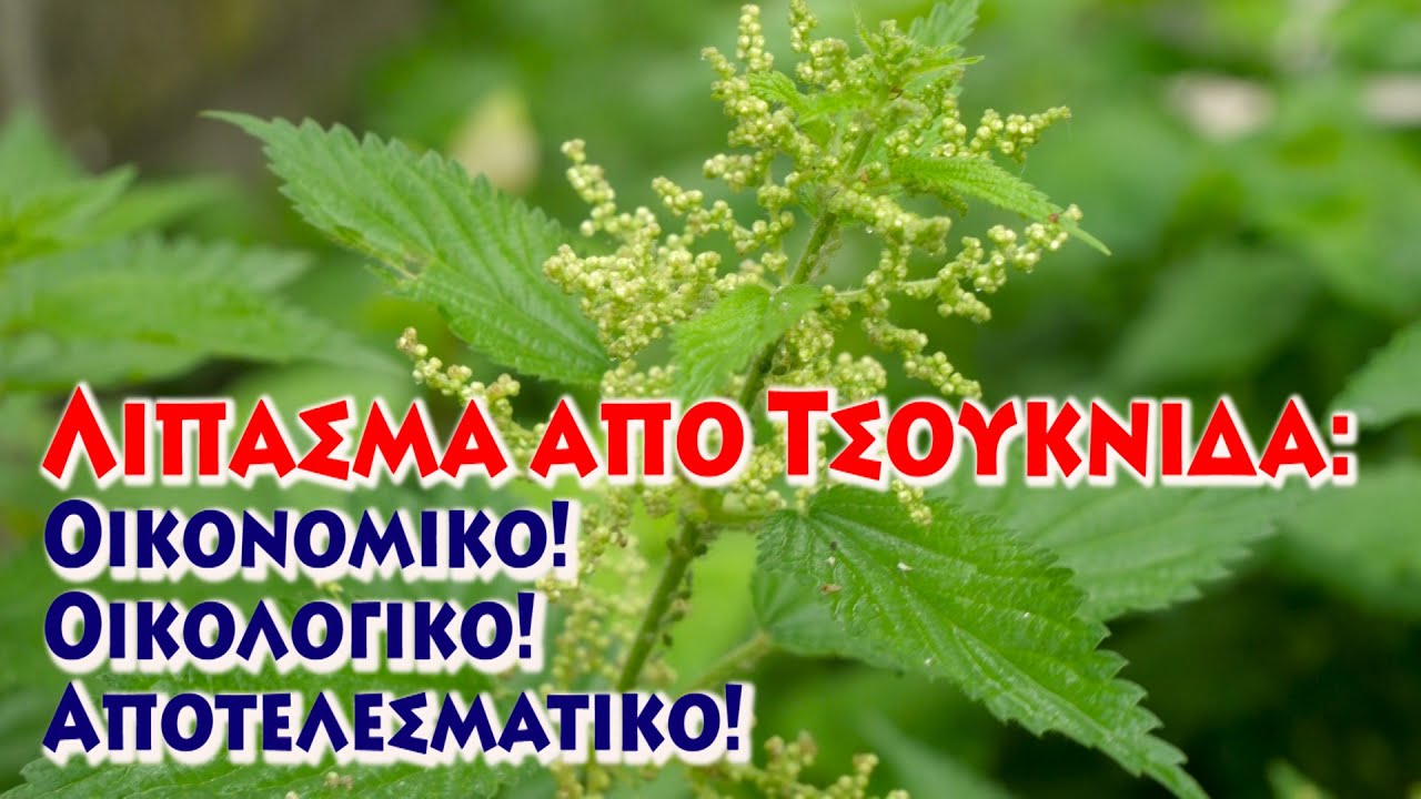 Φτιάξτε το Δικό σας Φυσικό Λίπασμα από την Τσουκνίδα: Οι Συμβουλές μας!