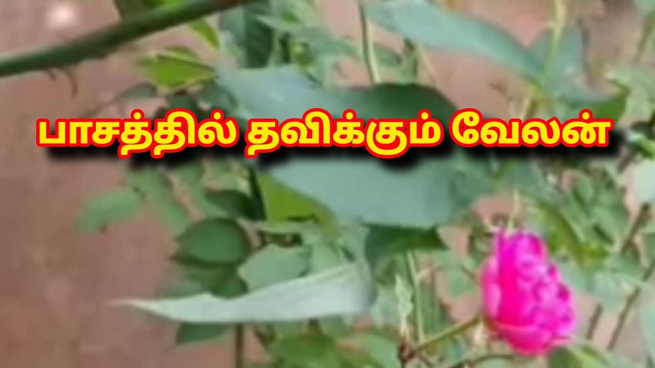 Sakthivel Part-2 Prediction |பாசத்தில் தவிக்கும் வேலன் |21st to 22nd  January 2026|என் கணிப்பு  
