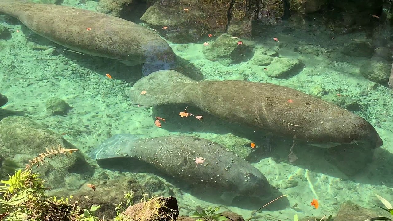 Florida Travel: Crystal River Manatees at Three Sisters Springs