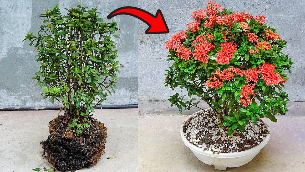 The idea of using plastic jugs and kitchen waste to save Peony plants