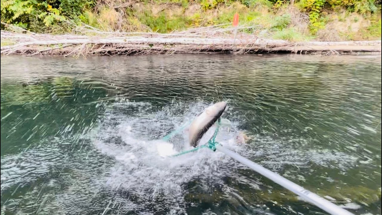 Chinook Salmon | Bobber Downs