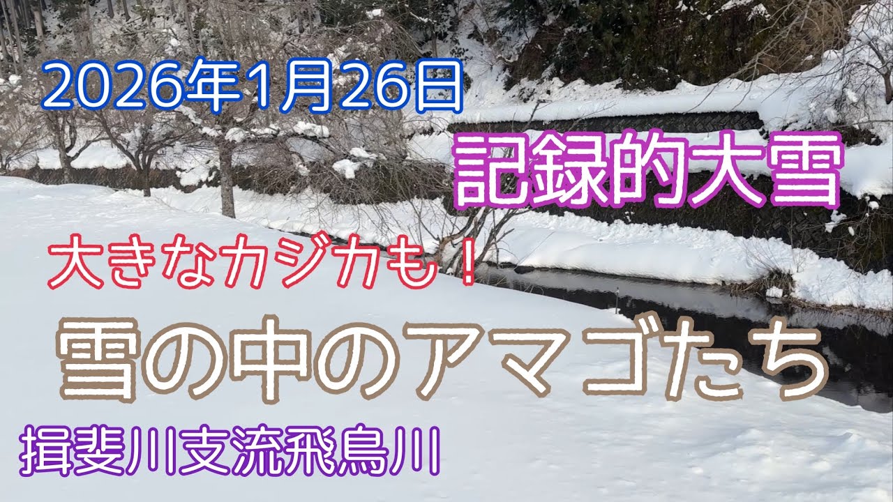 2026年1月26日　大雪の翌日　大カジカも越冬中