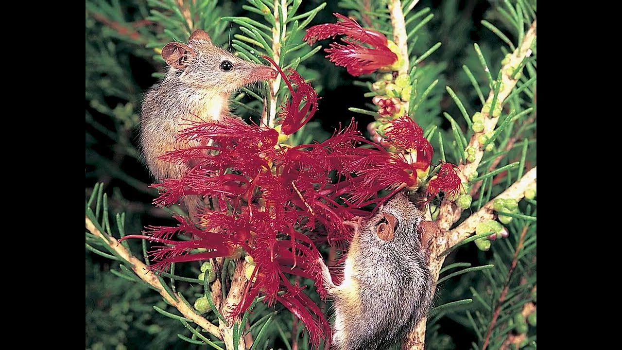 Honey possum - Bush Heritage Australia