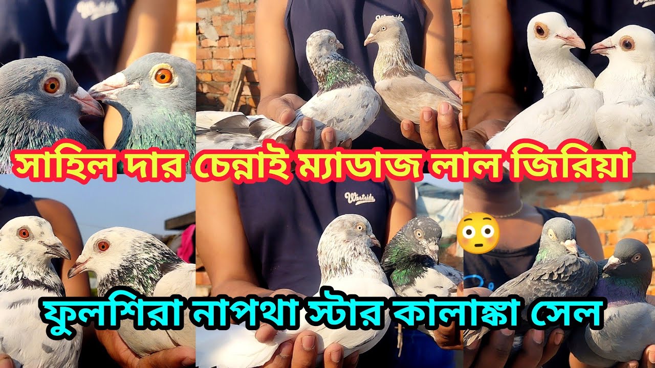 সাহিল দার চেন্নাই ম্যাডাজ লাল জিরিয়া ফুলশিরা নাপথা স্টার কালাঙ্কা সেল 😳 , Soumen pet valogs 2026