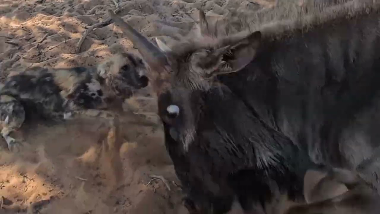 Wild dogs attack wildebeest - Tswalu, South Africa