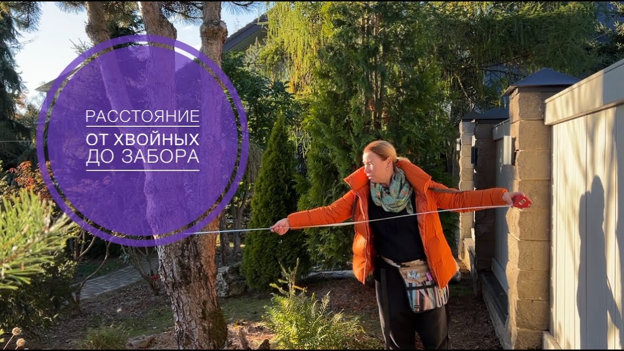 На каком расстоянии от забора сажать хвойные