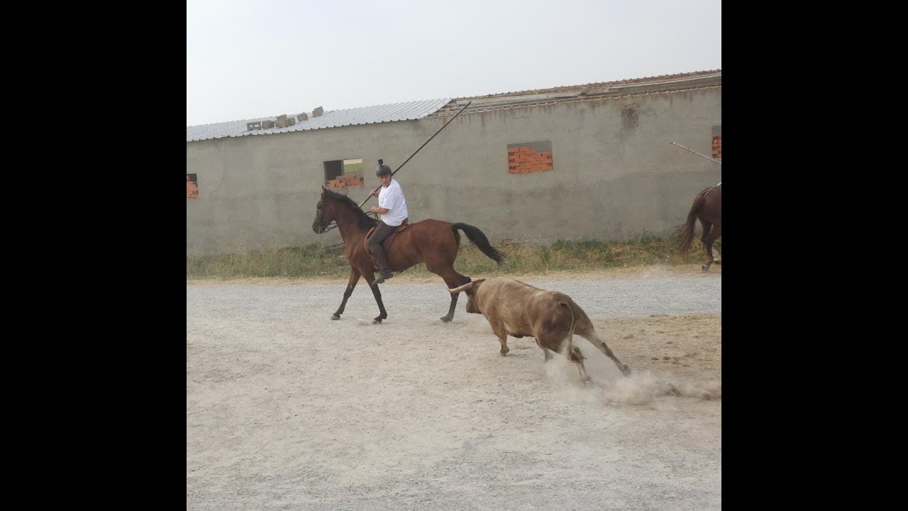 ENCIERRO A CABALLO CANTALEJO