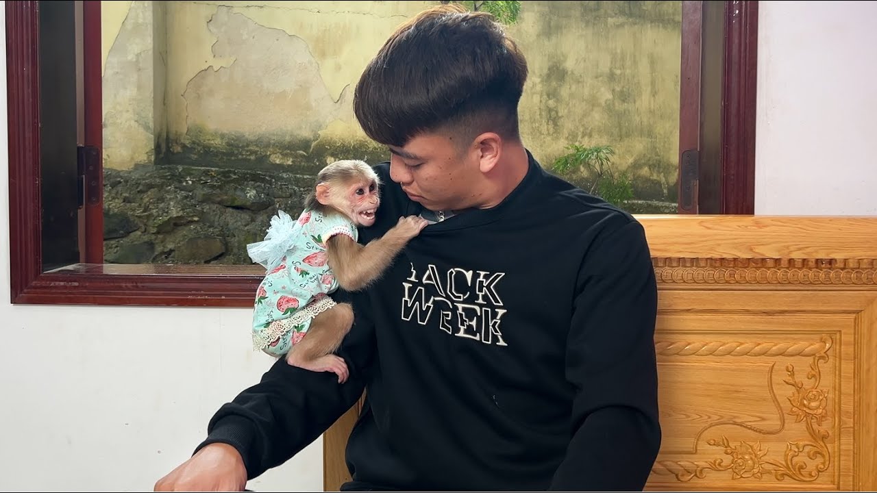 OMG😱! Monkey Luk scared when rained stormed and ran away