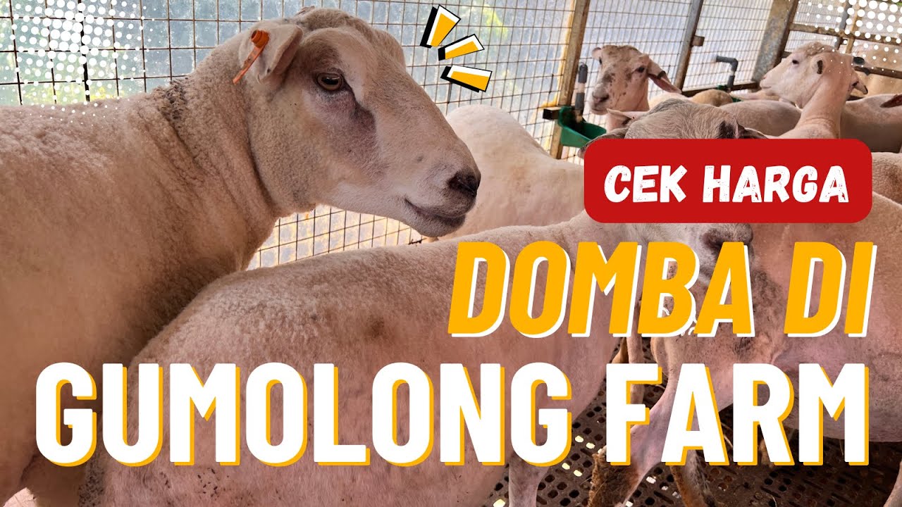 REVIEW: HARGA DOMBA DI GUMOLONG FARM AKHIR 2025
