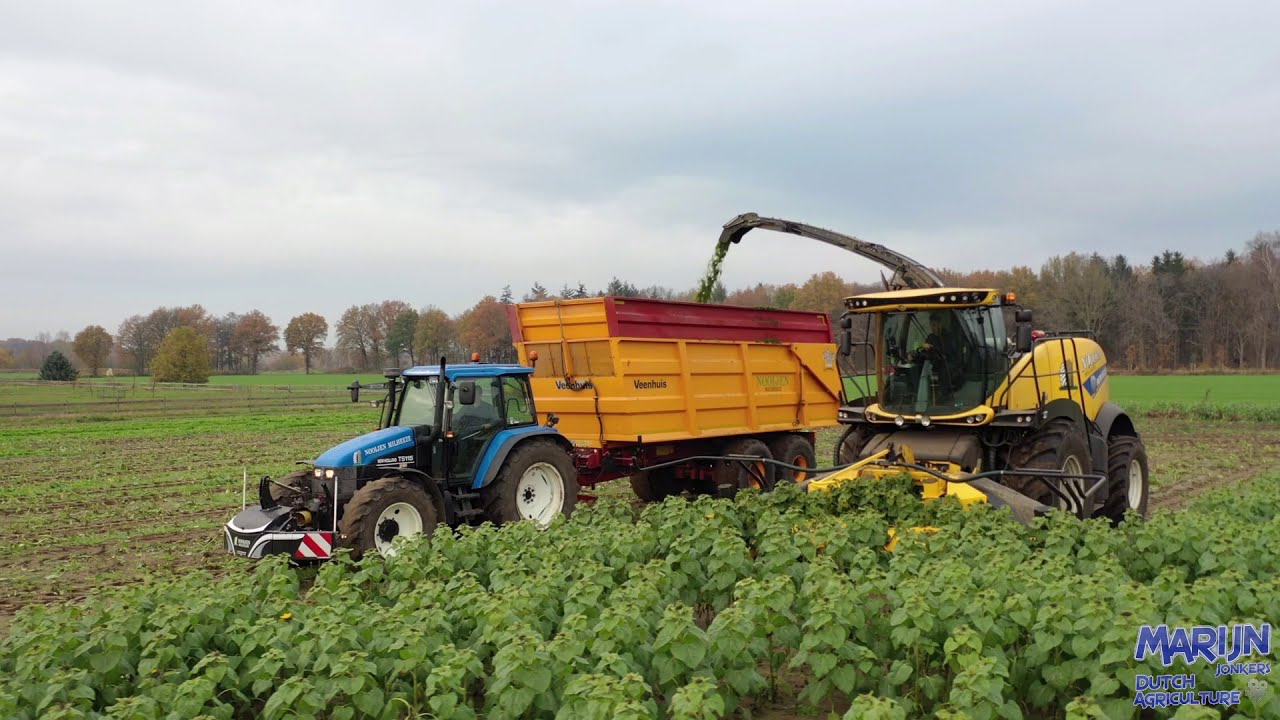 Zonnebloemen hakselen | New Holland FR550 | Harvesting sunflowers | Nooijen Milheeze