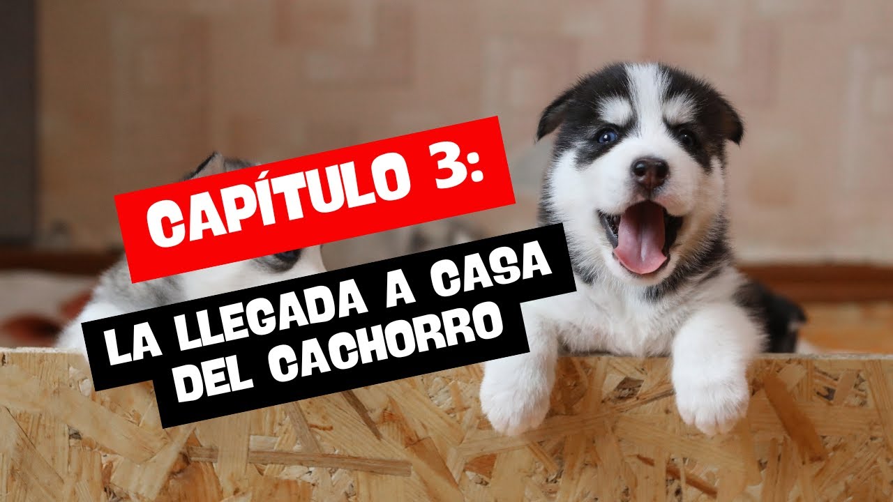 La llegada a casa del cachorro