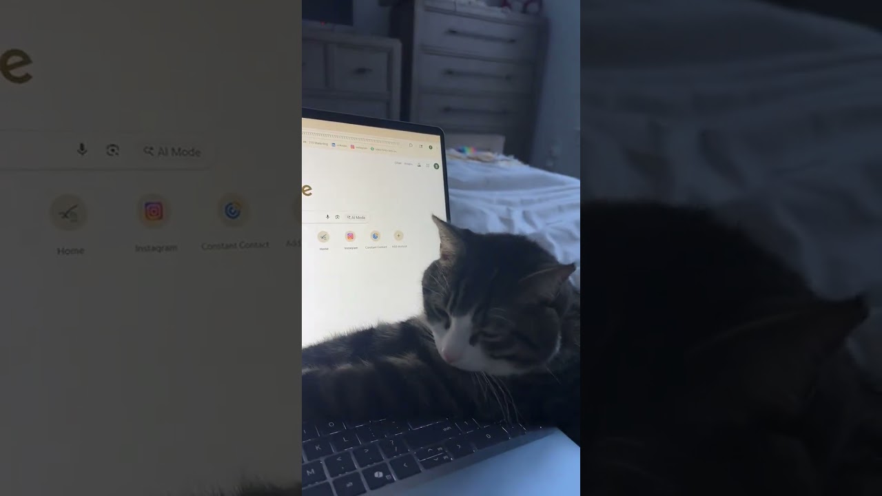 @samsalv: Не знаю, как мне его передвинуть, когда он такой милый 