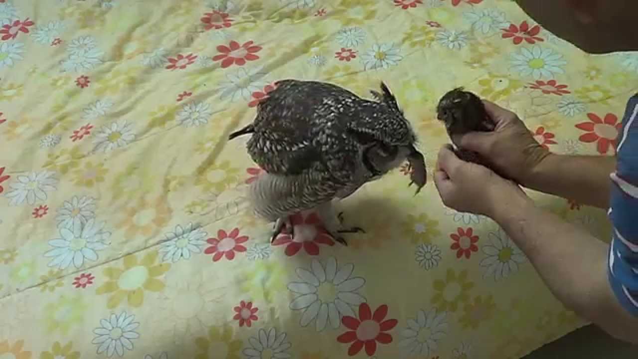 A Love so Big