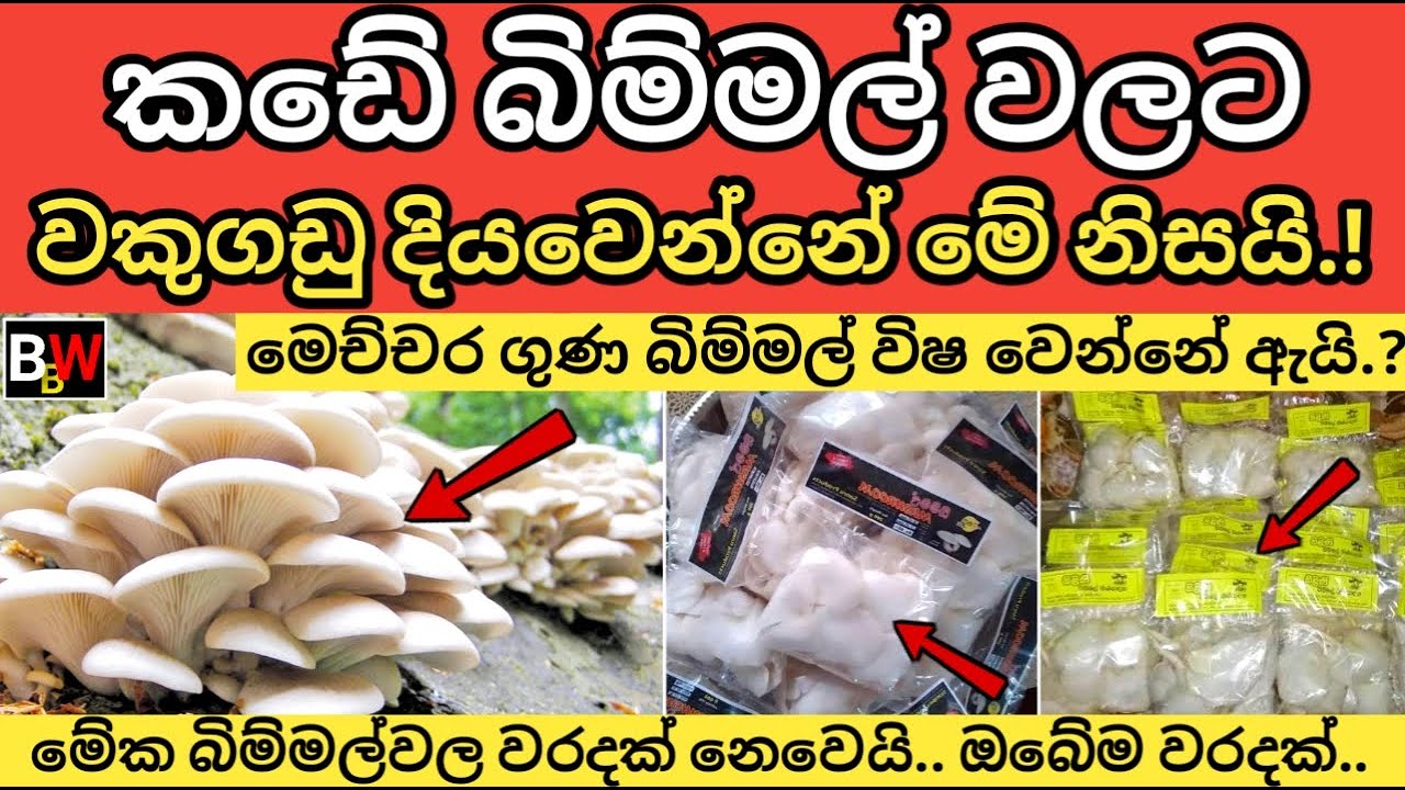 කඩේ බිම්මල් වලට වකුගඩු දියවෙන්නේ මේ නිසයි.. Why Store  Brought Mushrooms Can Be Toxic..