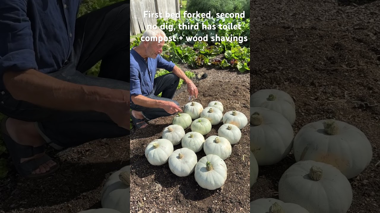 Big Harvest Differences Between Forked Soil and Different Compost Types | No Dig Gardening