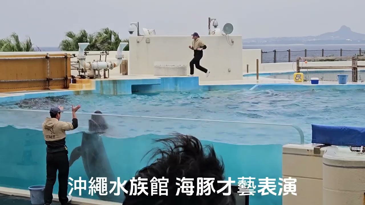 沖繩水族館 海豚才藝表演