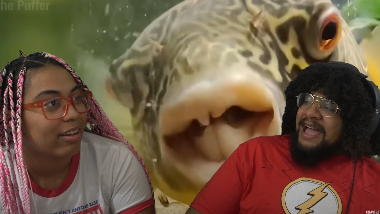 Премия True Facts Animal Awards: | Реакция Ze Frank!