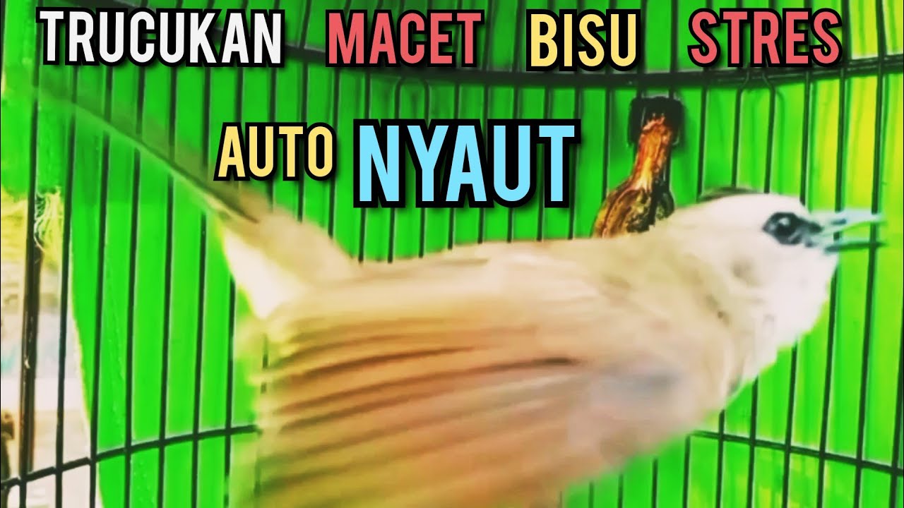TRUCUKAN MACET BISU STRES AGAR BUNYI GACOR PUTARKAN PANCINGAN INI 99,9%   NYAUT NGROPEL SEKETIKA ‼️