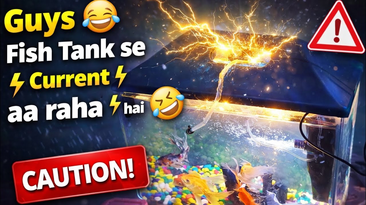 Guys 😅 Fish Tank Se Current ⚡ Shock Lag Gaya! 😲