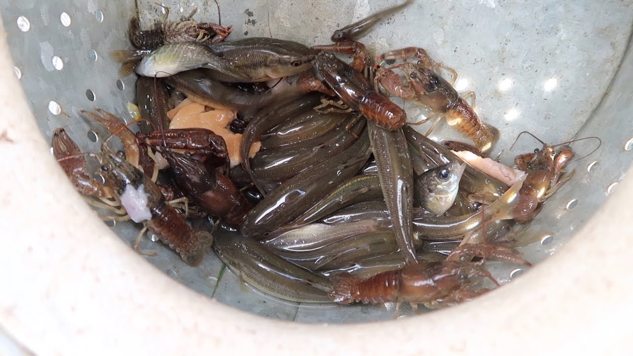 Minnow Trapping Bonanza! (Minnows & Crawdads)