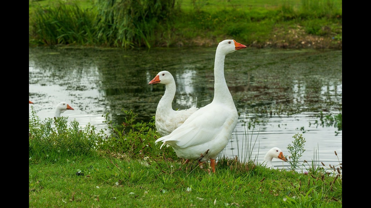 Goose Sound - 1 Hour (Bird-Calling, Ambient, White-noise, Study, Focus, ASMR, Meditation)