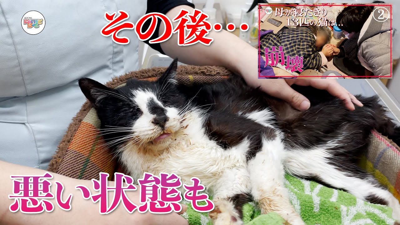 【その後】崩壊から保護した１３匹の猫…悪い状態の猫も②：６６９