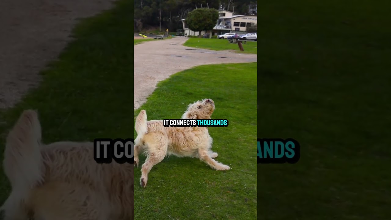 Sniffspot renting your yard? Is it worth it?