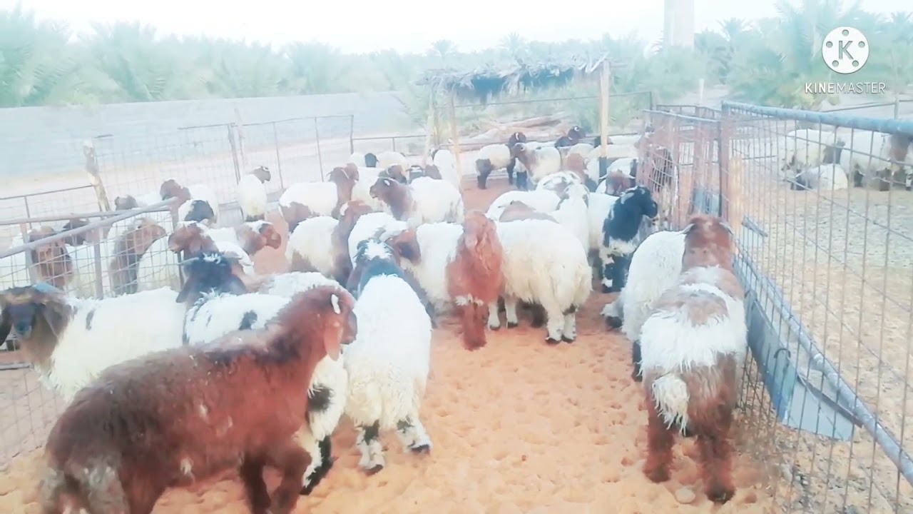 خبير فلبيني ينجح في تطوير مشروع تربية أغنام مواطن