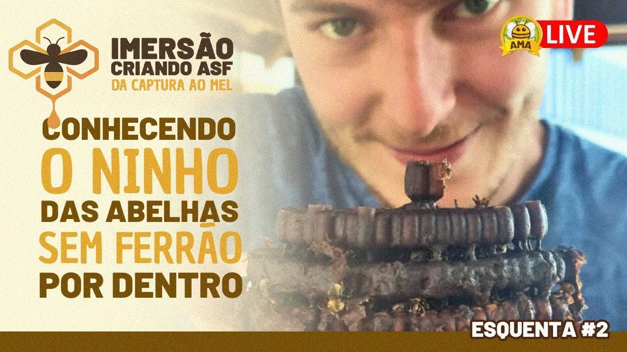 Como é o ninho de Abelha sem Ferrão POR DENTRO? Abrindo as minhas caixas AO VIVO!