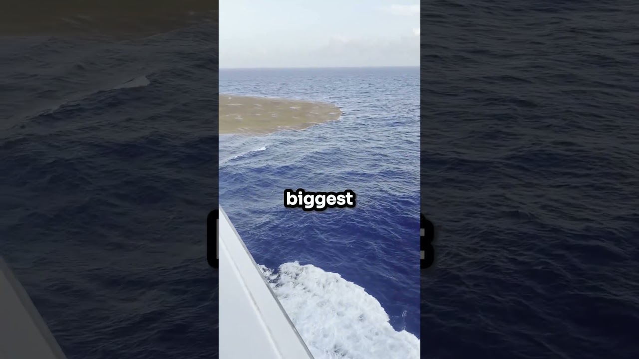 Mystery in the Pacific 🤔 #shorts #shortsfeed #ocean #aquatic #animals #cruise Credit:@eliy.gooye(TT)