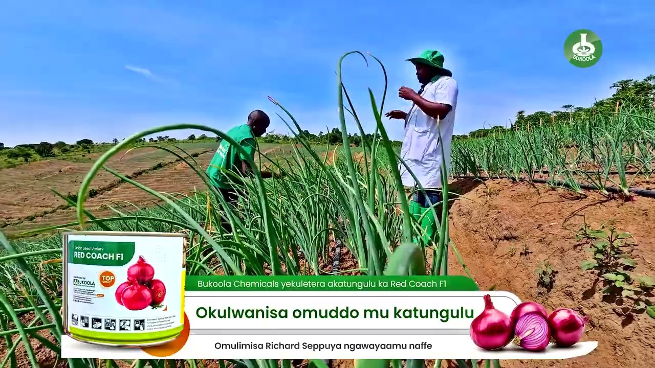 EP 07: Pest & Disease Control in Red Coach F1 Onions | Visit 2