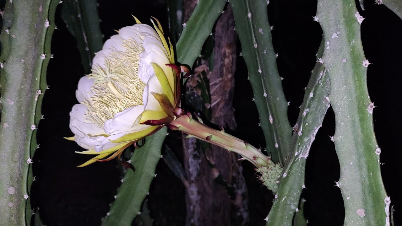 FLOR DA PITAYA PALORA DO EQUADOR #pitayas #flores