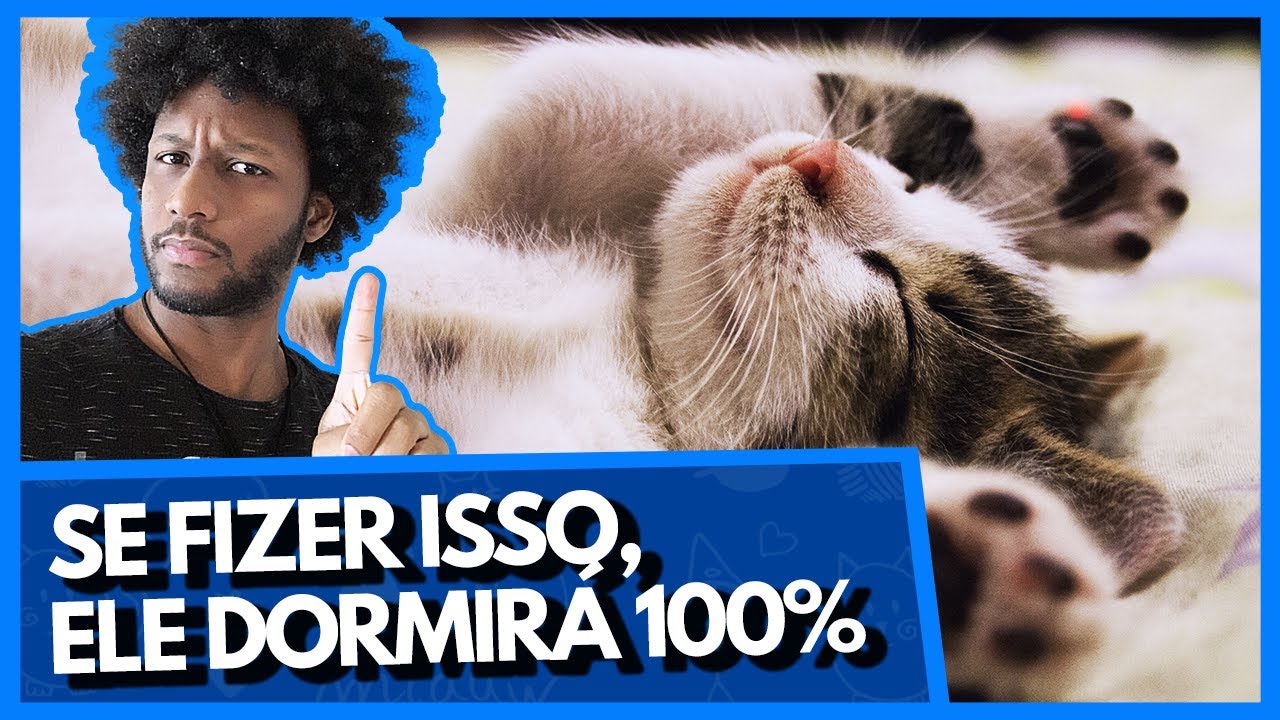COMO FAZER O GATO DORMIR A NOITE TODA? | Faça o gato sentir sono em 3 PASSOS FUNCIONAIS!