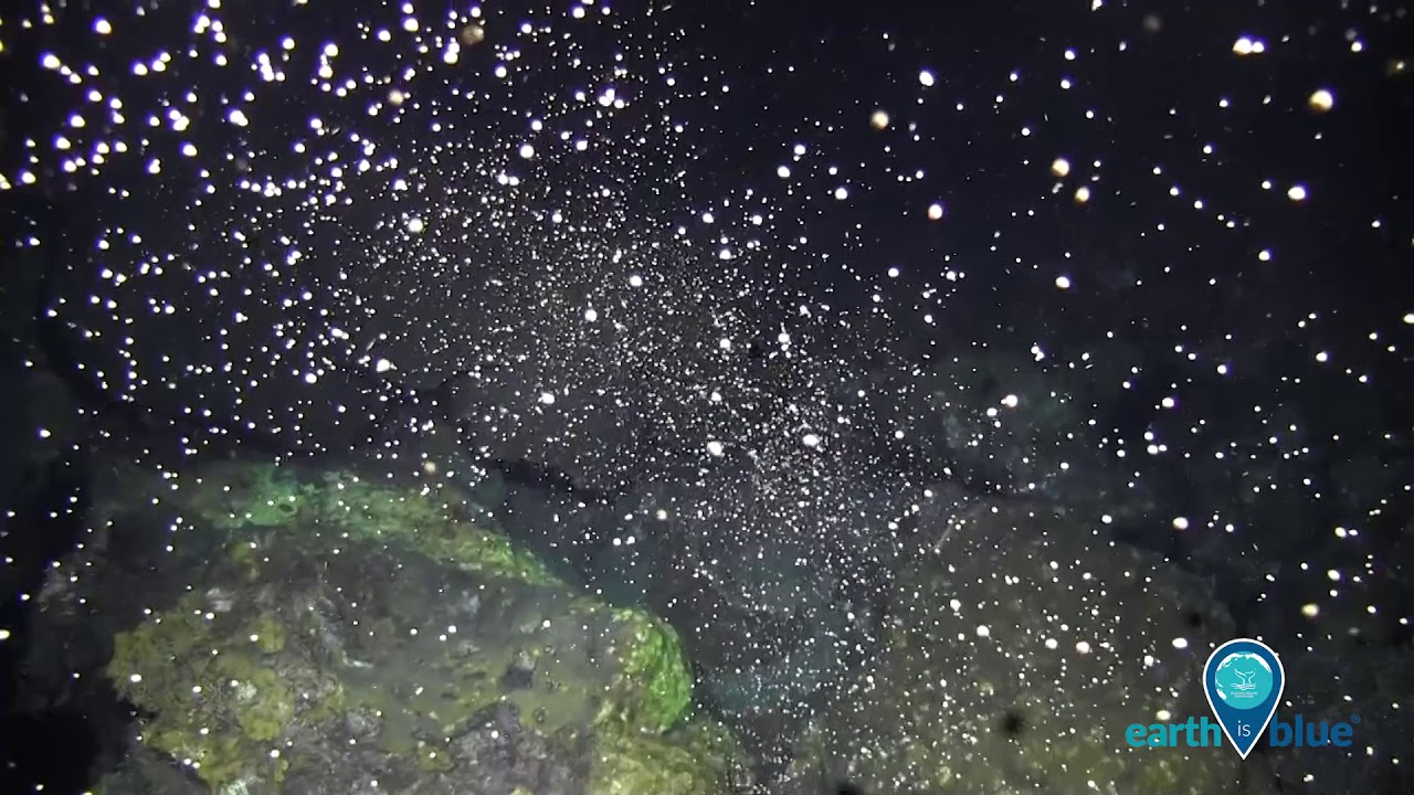 Coral spawning in Flower Garden Banks National Marine Sanctuary