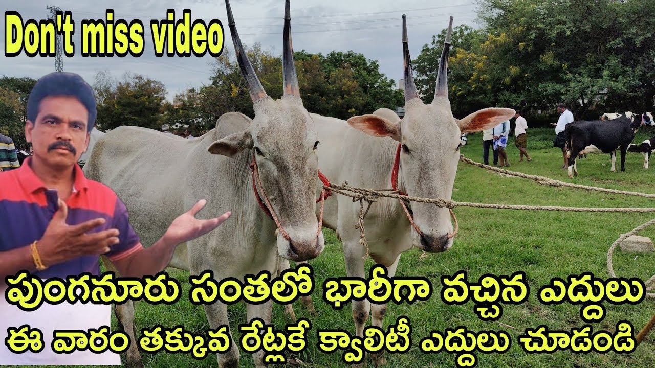 పుంగనూరు సంతలో భారీగా వచ్చిన ఎద్దులు ఈవారం తక్కువ రేట్లకే క్వాలిటీ ఎద్దులు చూడండి#rktelugutravaller 