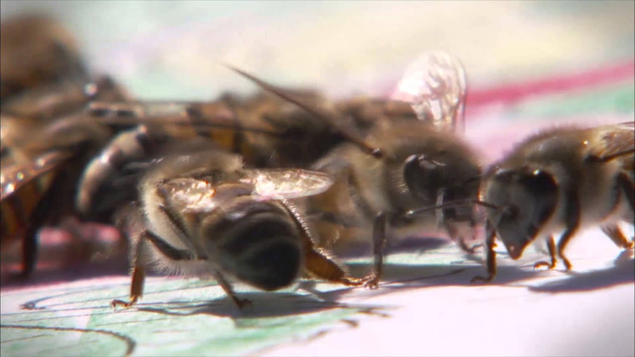 Centrum&reg; Guardians 2011 - Family attacked by Angry Bees