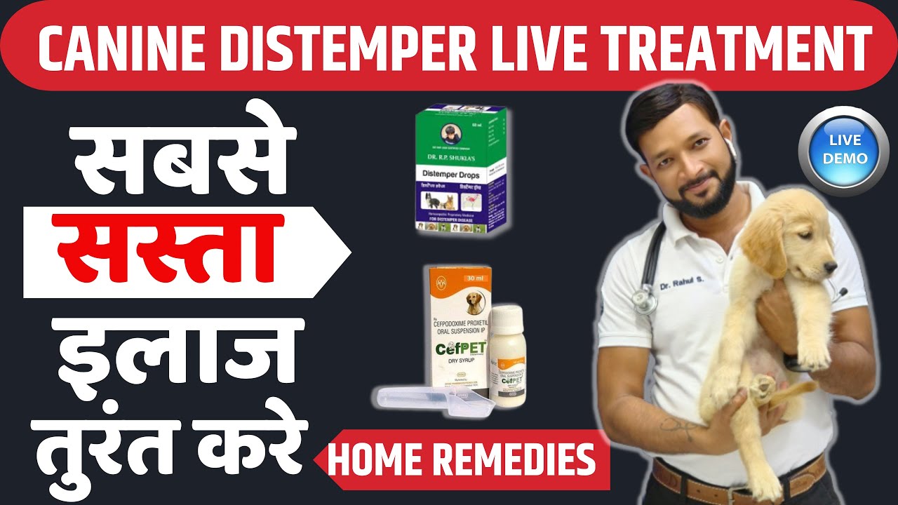 Canine Distemper Treatment |Puppies | Dogs | Live Demo | Symptoms | Recovery | Treatment In Hindi