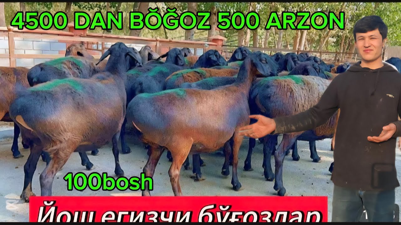 JAMSHID AKAMIZGA 100BOSH NAQ 2 3 KUDA TUĞADIGAN BŎĞOZ SOVLIQ KELDI ARASHAN SOVLIQLAR 500 ARZON
