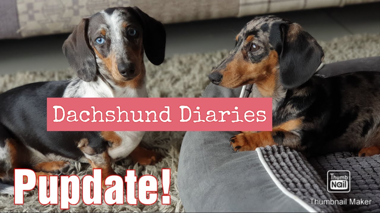 Five Month Old Mini Dapple Dachshund Puppies | Guarding The House And Meeting Highland Cows!