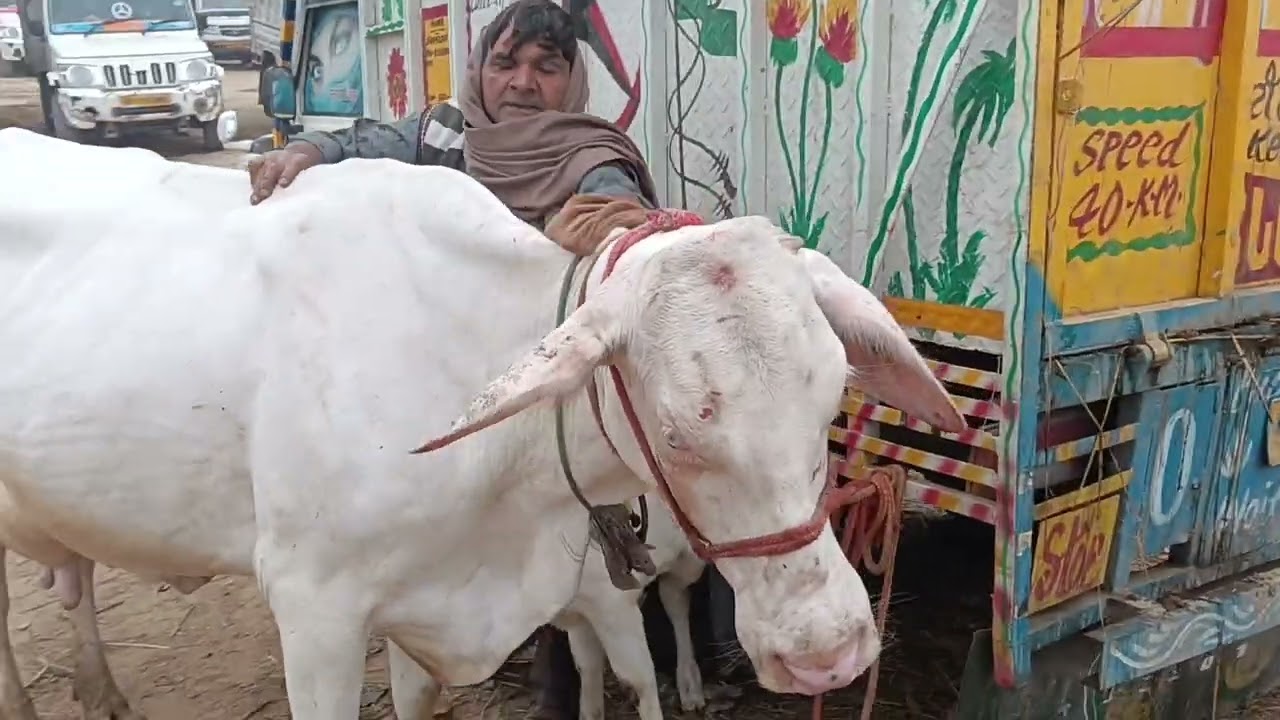 पारसी पशु बाजार अनोखी गाय सुंदर उसके साथ छोटी बच्ची 25 प्लस लीटर दूध वाली दिन बुधवार मेरठ शामली रोड