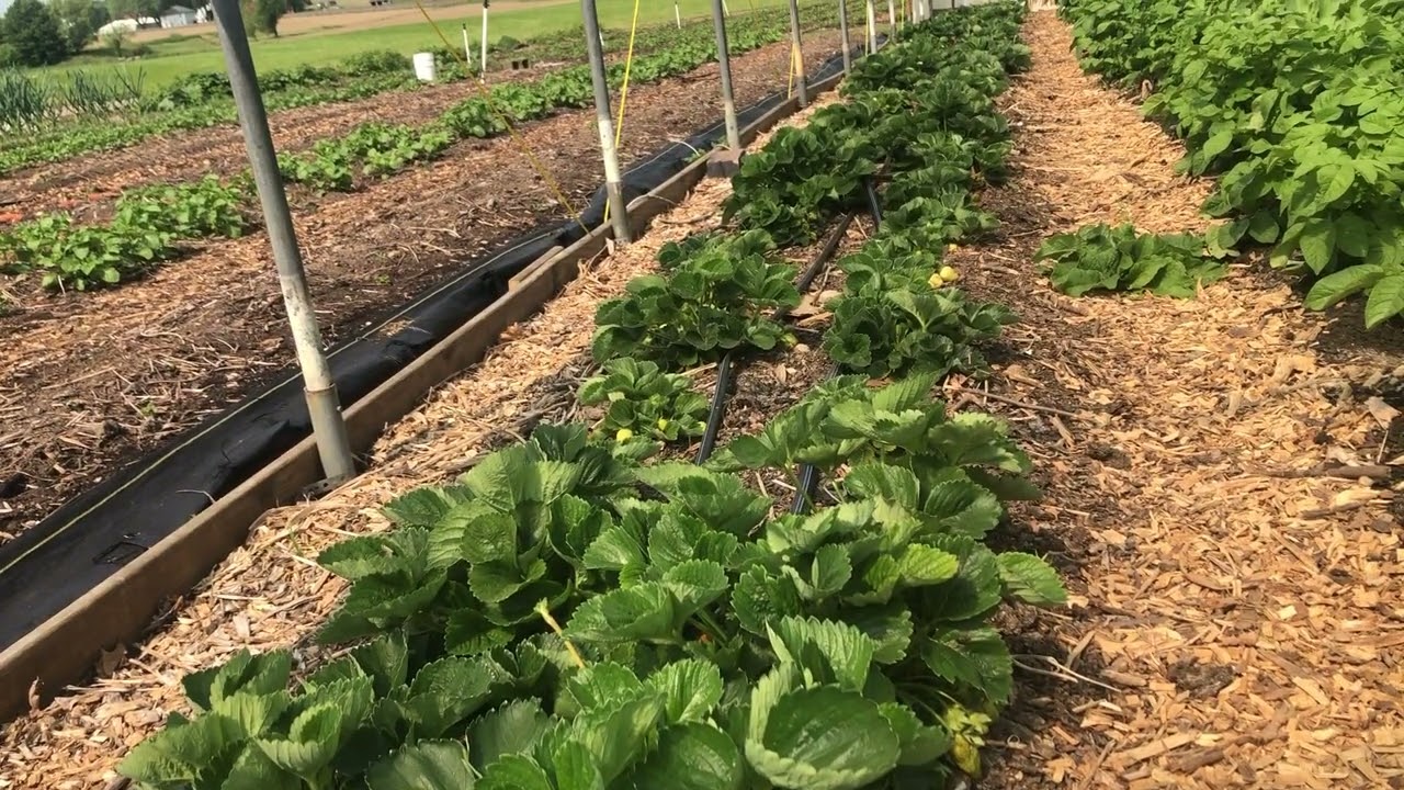 Growing Strawberries in a High Tunnel?