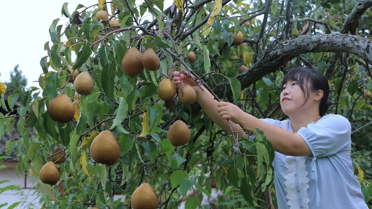 Autumn Pear Paste 摘秋梨熬製秋梨膏，再蒸些梨糕，潤肺止咳，清香撲鼻！ 【余小鄉】