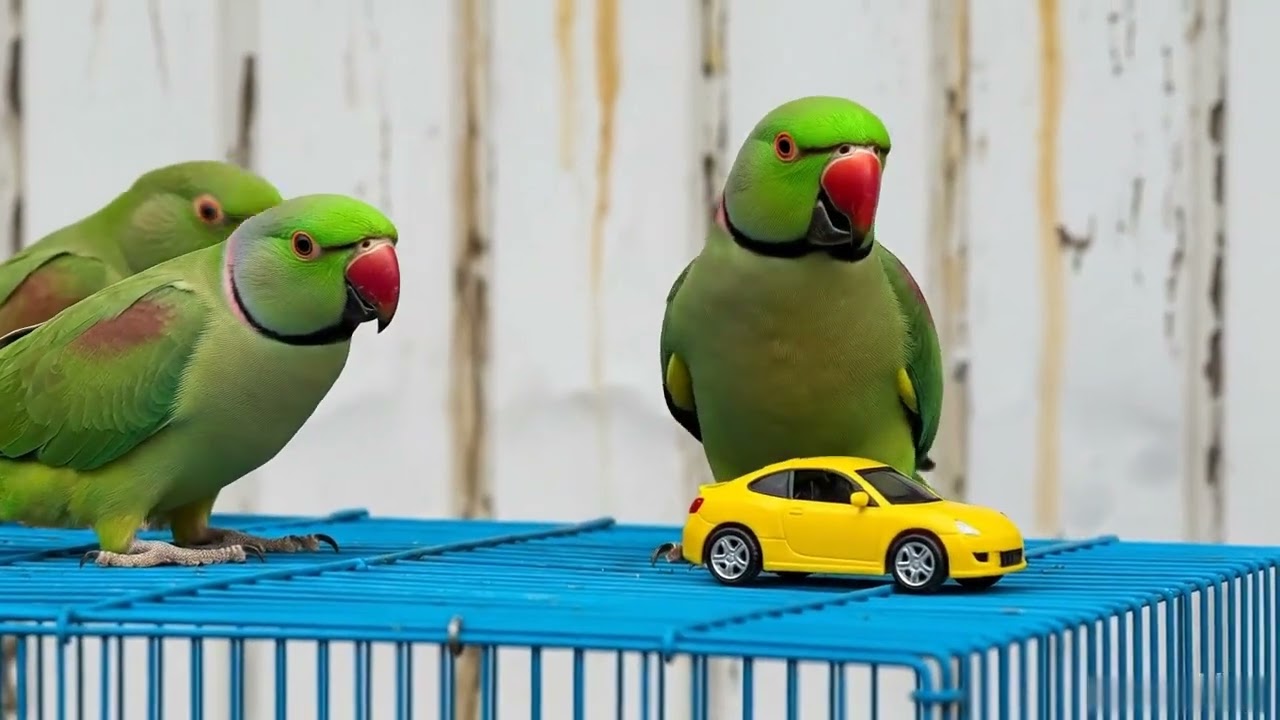 Funny Talking Parrot Videos Compilation | Cute Bird Interaction