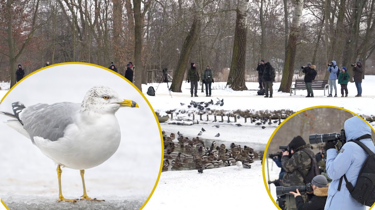 Mewa delawarska w Pruszkowie – wyjątkowy ptak z Ameryki Północnej w Parku Potulickich