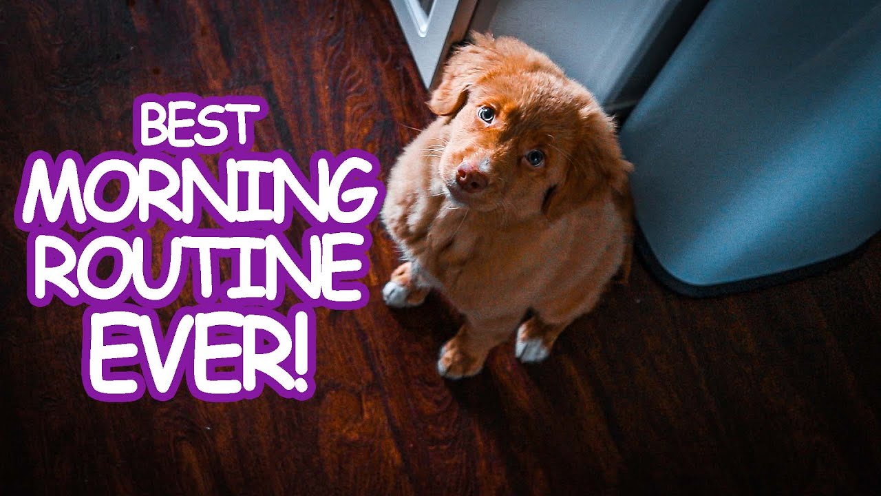 My morning routine with my Nova Scotia Duck Toller | Growing Up Qweens
