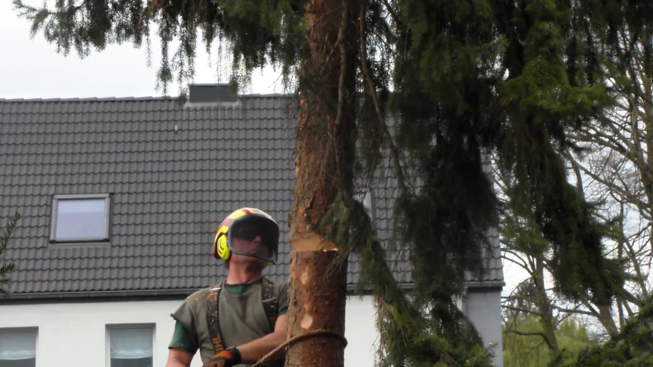Kappen einer Tanne, Teil 2