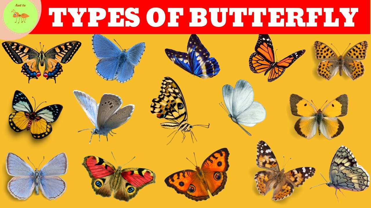 Types of butterfly| butterfly name in English| butterflies for kids| Ant TV