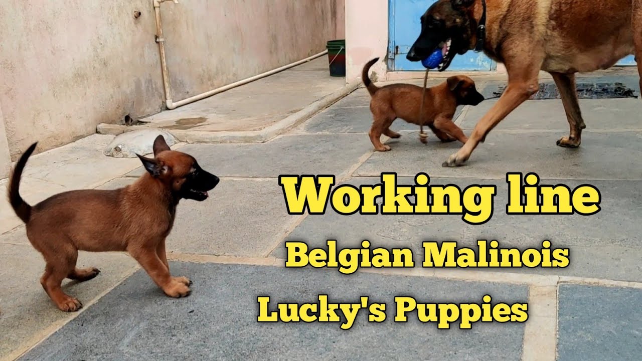 Belgian Malinois Puppies | powerfull dogs born from powerful bloodlines @BalusK9Dogtraining