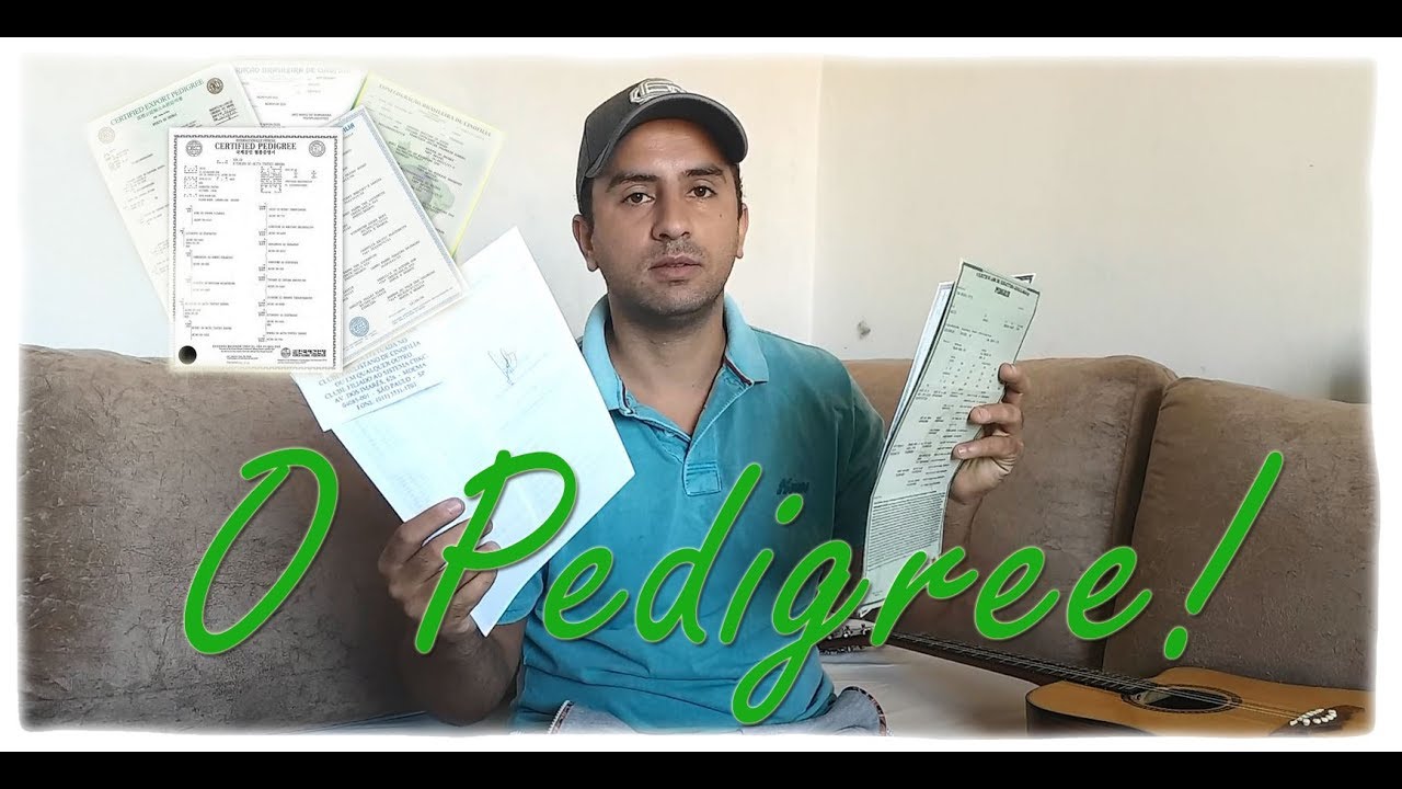Documento Pedigree, tudo que você precisa saber!