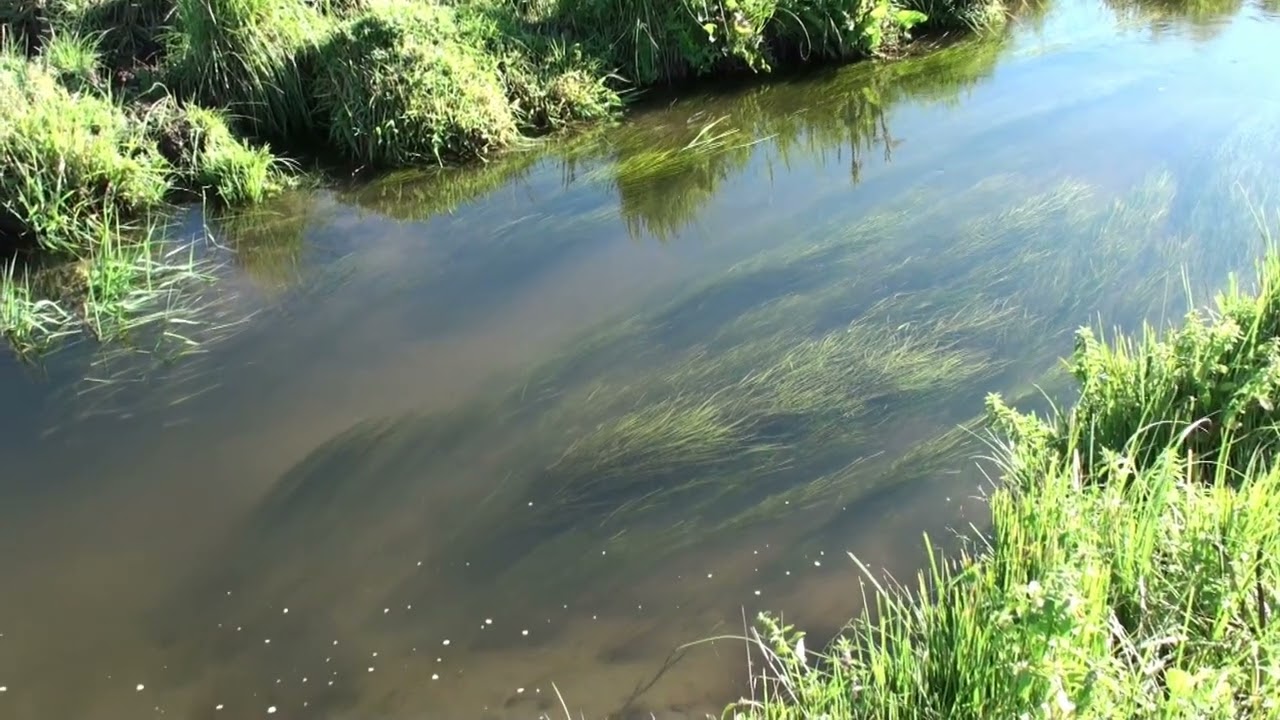 Big Spring Creek, the main feeder of cold clean water that flows into the West Nose Creek, just a fe